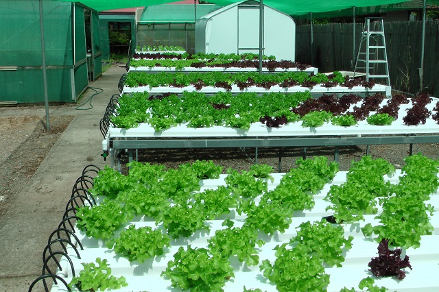 Hydroponic benches with lettuce at week one
